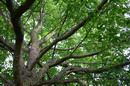 Boxelder